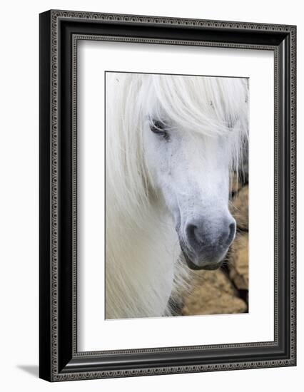 Shetland Pony on the Island of Unst, Part of the Shetland Islands in Scotland-Martin Zwick-Framed Photographic Print