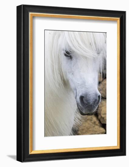 Shetland Pony on the Island of Unst, Part of the Shetland Islands in Scotland-Martin Zwick-Framed Photographic Print