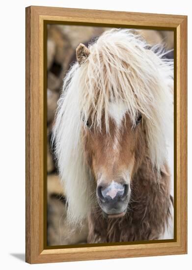 Shetland Pony on the Island of Unst, Part of the Shetland Islands in Scotland-Martin Zwick-Framed Premier Image Canvas