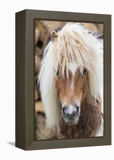 Shetland Pony on the Island of Unst, Part of the Shetland Islands in Scotland-Martin Zwick-Framed Premier Image Canvas