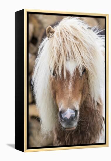 Shetland Pony on the Island of Unst, Part of the Shetland Islands in Scotland-Martin Zwick-Framed Premier Image Canvas