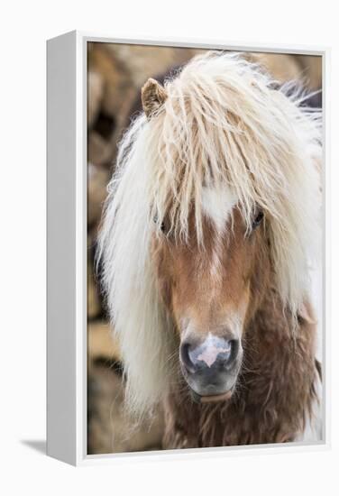 Shetland Pony on the Island of Unst, Part of the Shetland Islands in Scotland-Martin Zwick-Framed Premier Image Canvas