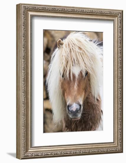 Shetland Pony on the Island of Unst, Part of the Shetland Islands in Scotland-Martin Zwick-Framed Photographic Print