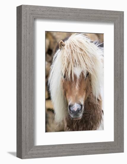 Shetland Pony on the Island of Unst, Part of the Shetland Islands in Scotland-Martin Zwick-Framed Photographic Print