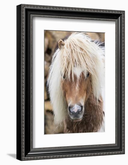 Shetland Pony on the Island of Unst, Part of the Shetland Islands in Scotland-Martin Zwick-Framed Photographic Print