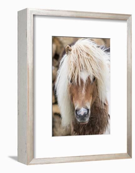 Shetland Pony on the Island of Unst, Part of the Shetland Islands in Scotland-Martin Zwick-Framed Photographic Print