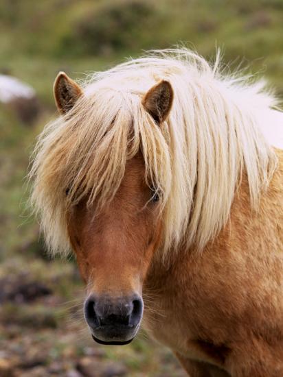 Shetland Pony Shetland Islands Scotland United Kingdom Europe Photographic Print Patrick Dieudonne Art Com Shetland Pony Shetland Islands Scotland United Kingdom Europe Photographic Print Patrick Dieudonne Art Com