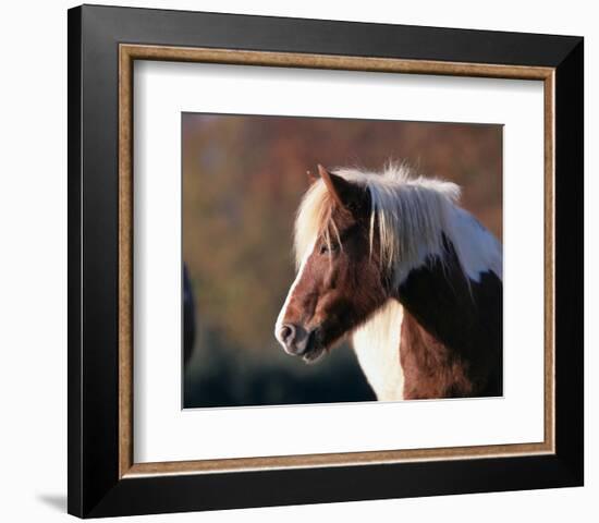 Shetland pony-null-Framed Art Print