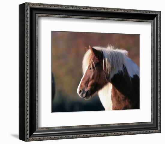 Shetland pony-null-Framed Art Print