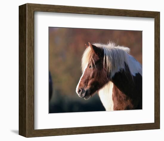 Shetland pony-null-Framed Art Print