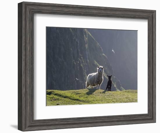 Shetland Sheep, a hardy breed of the Northern Isles in Scotland.-Martin Zwick-Framed Photographic Print