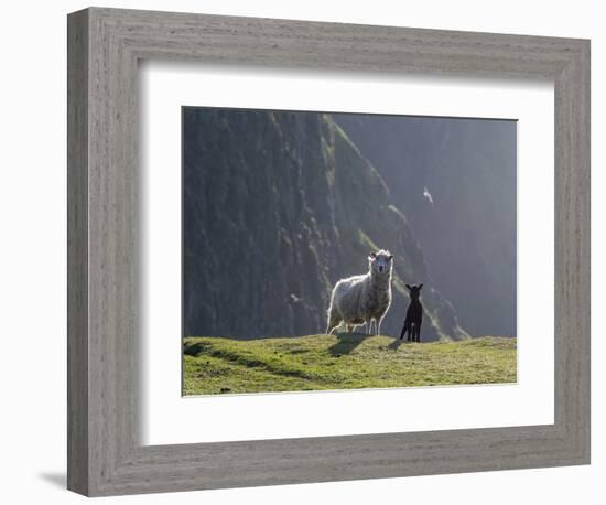 Shetland Sheep, a hardy breed of the Northern Isles in Scotland.-Martin Zwick-Framed Photographic Print