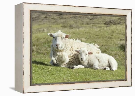 Shetland Sheep at the Cliffs of the Hermaness Nature Reserve, Unst, Shetland Islands, Scotland-Martin Zwick-Framed Premier Image Canvas