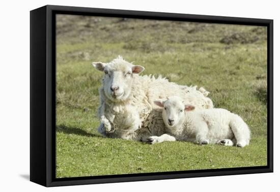 Shetland Sheep at the Cliffs of the Hermaness Nature Reserve, Unst, Shetland Islands, Scotland-Martin Zwick-Framed Premier Image Canvas