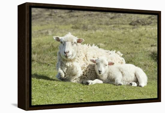 Shetland Sheep at the Cliffs of the Hermaness Nature Reserve, Unst, Shetland Islands, Scotland-Martin Zwick-Framed Premier Image Canvas