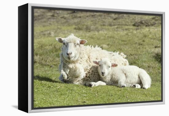 Shetland Sheep at the Cliffs of the Hermaness Nature Reserve, Unst, Shetland Islands, Scotland-Martin Zwick-Framed Premier Image Canvas