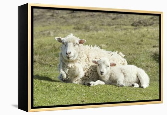 Shetland Sheep at the Cliffs of the Hermaness Nature Reserve, Unst, Shetland Islands, Scotland-Martin Zwick-Framed Premier Image Canvas