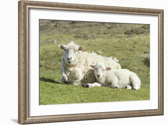 Shetland Sheep at the Cliffs of the Hermaness Nature Reserve, Unst, Shetland Islands, Scotland-Martin Zwick-Framed Photographic Print