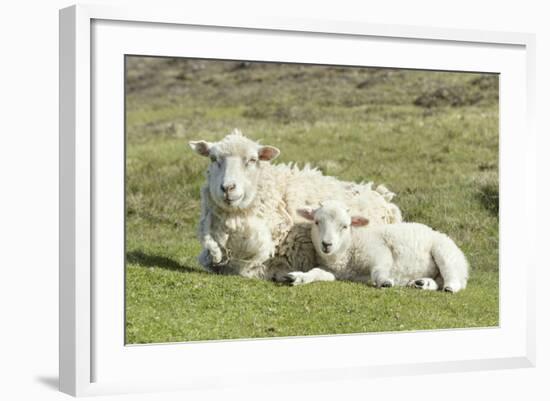 Shetland Sheep at the Cliffs of the Hermaness Nature Reserve, Unst, Shetland Islands, Scotland-Martin Zwick-Framed Photographic Print