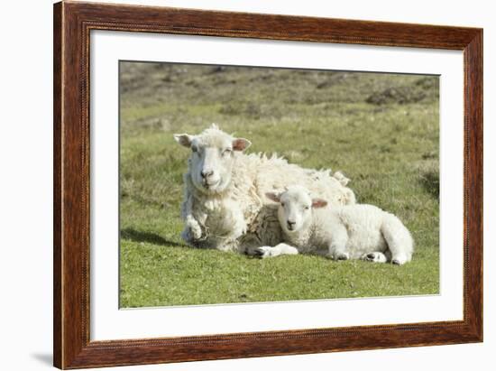 Shetland Sheep at the Cliffs of the Hermaness Nature Reserve, Unst, Shetland Islands, Scotland-Martin Zwick-Framed Photographic Print