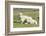 Shetland Sheep at the Cliffs of the Hermaness Nature Reserve, Unst, Shetland Islands, Scotland-Martin Zwick-Framed Photographic Print