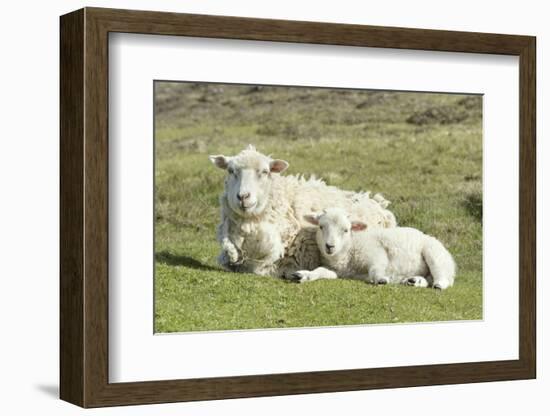 Shetland Sheep at the Cliffs of the Hermaness Nature Reserve, Unst, Shetland Islands, Scotland-Martin Zwick-Framed Photographic Print