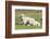 Shetland Sheep at the Cliffs of the Hermaness Nature Reserve, Unst, Shetland Islands, Scotland-Martin Zwick-Framed Photographic Print