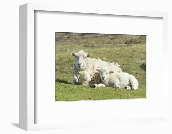 Shetland Sheep at the Cliffs of the Hermaness Nature Reserve, Unst, Shetland Islands, Scotland-Martin Zwick-Framed Photographic Print