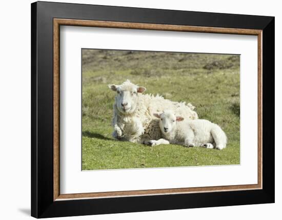 Shetland Sheep at the Cliffs of the Hermaness Nature Reserve, Unst, Shetland Islands, Scotland-Martin Zwick-Framed Photographic Print