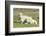 Shetland Sheep at the Cliffs of the Hermaness Nature Reserve, Unst, Shetland Islands, Scotland-Martin Zwick-Framed Photographic Print