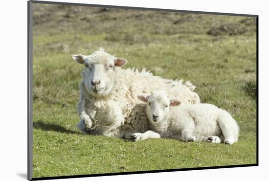 Shetland Sheep at the Cliffs of the Hermaness Nature Reserve, Unst, Shetland Islands, Scotland-Martin Zwick-Mounted Photographic Print