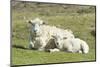 Shetland Sheep at the Cliffs of the Hermaness Nature Reserve, Unst, Shetland Islands, Scotland-Martin Zwick-Mounted Photographic Print
