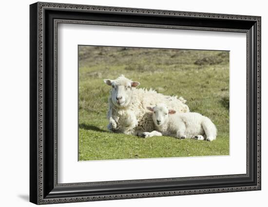 Shetland Sheep at the Cliffs of the Hermaness Nature Reserve, Unst, Shetland Islands, Scotland-Martin Zwick-Framed Photographic Print