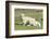 Shetland Sheep at the Cliffs of the Hermaness Nature Reserve, Unst, Shetland Islands, Scotland-Martin Zwick-Framed Photographic Print