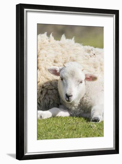 Shetland Sheep at the Cliffs of the Hermaness Nature Reserve, Unst, Shetland Islands, Scotland-Martin Zwick-Framed Photographic Print