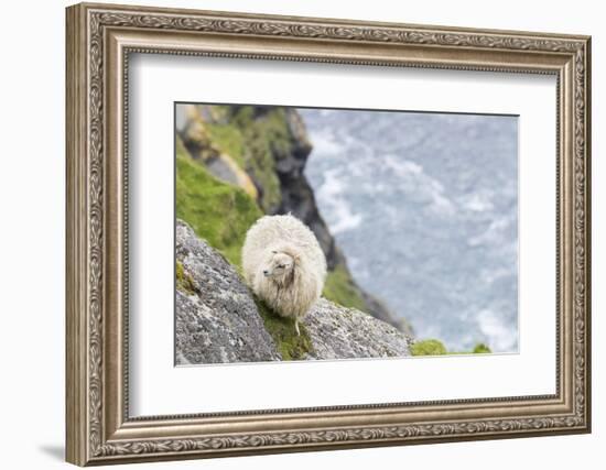 Shetland Sheep at the Cliffs of the Hermaness Nature Reserve, Unst, Shetland Islands, Scotland-Martin Zwick-Framed Photographic Print