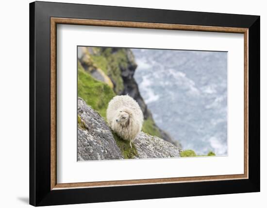 Shetland Sheep at the Cliffs of the Hermaness Nature Reserve, Unst, Shetland Islands, Scotland-Martin Zwick-Framed Photographic Print