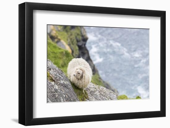 Shetland Sheep at the Cliffs of the Hermaness Nature Reserve, Unst, Shetland Islands, Scotland-Martin Zwick-Framed Photographic Print