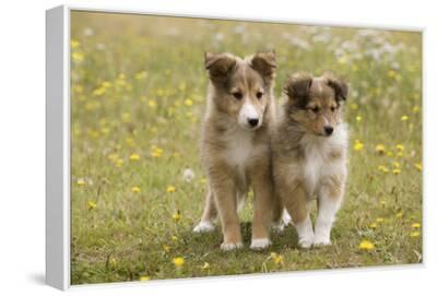 Puppies For Sale Pictures Of Sheltie Puppies Top Sheltie Dogs For