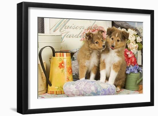 Shetland Sheepdog Puppies-null-Framed Photographic Print