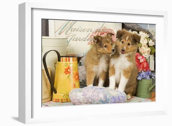 Shetland Sheepdog Puppies-null-Framed Photographic Print