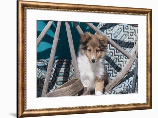Shetland Sheepdog puppy-Zandria Muench Beraldo-Framed Photographic Print