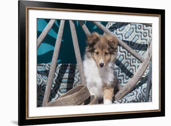 Shetland Sheepdog puppy-Zandria Muench Beraldo-Framed Photographic Print