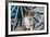 Shetland Sheepdog puppy-Zandria Muench Beraldo-Framed Photographic Print