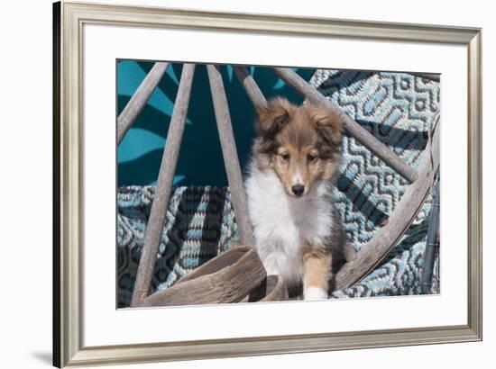 Shetland Sheepdog puppy-Zandria Muench Beraldo-Framed Photographic Print