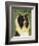 Shetland Sheepdog (Tri-Color)-John W^ Golden-Framed Art Print