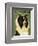 Shetland Sheepdog (Tri-Color)-John W^ Golden-Framed Art Print