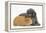 Shetland Sheepdog X Poodle Puppy, 7 Weeks, with Guinea Pig-Mark Taylor-Framed Premier Image Canvas