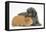Shetland Sheepdog X Poodle Puppy, 7 Weeks, with Guinea Pig-Mark Taylor-Framed Premier Image Canvas