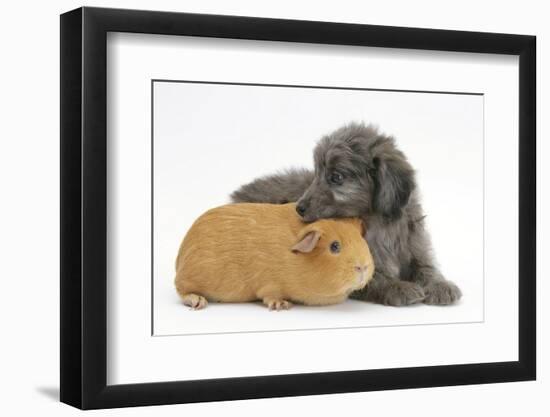 Shetland Sheepdog X Poodle Puppy, 7 Weeks, with Guinea Pig-Mark Taylor-Framed Photographic Print